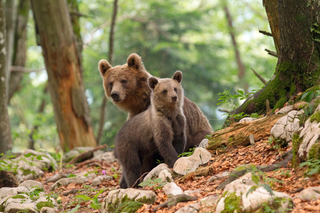 Ours dans leur milieu naturel